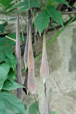 Wisteria floribunda - visterie květnantá -plody a listy
